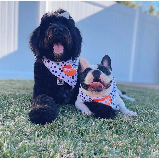 Is Pet Insurance Retroactive? Learn More Today Spot®