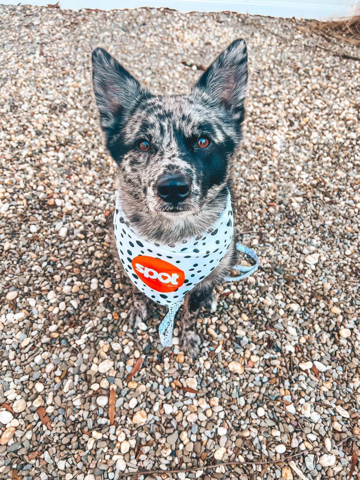 what-fruits-can-cats-eat-spot-pet-insurance