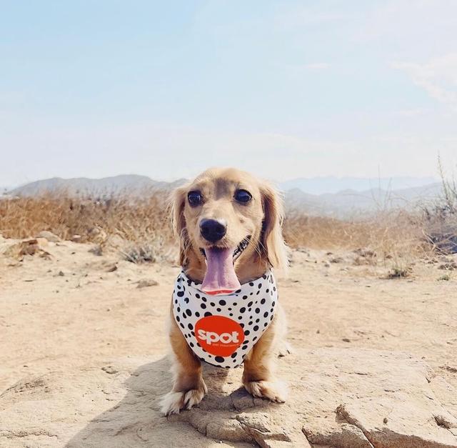 How Much Does a Siamese Cat Cost? | Spot Pet Insurance