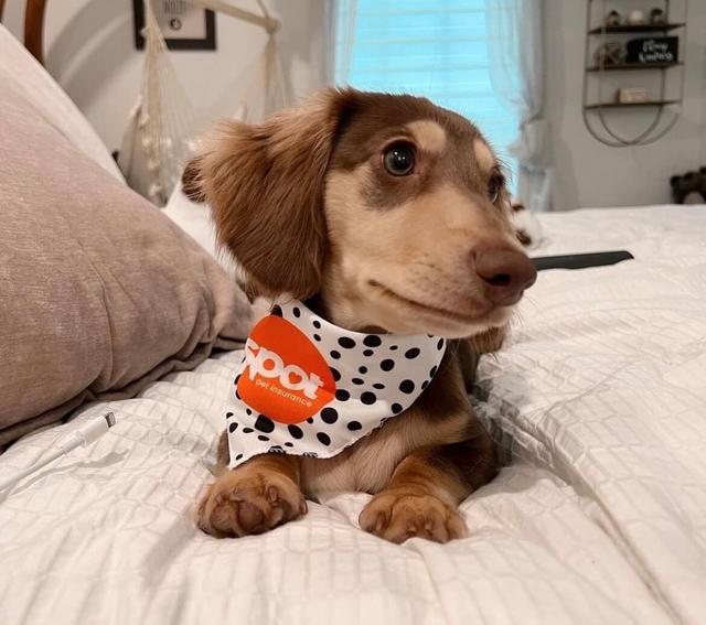 How Much Does a Siamese Cat Cost? | Spot Pet Insurance