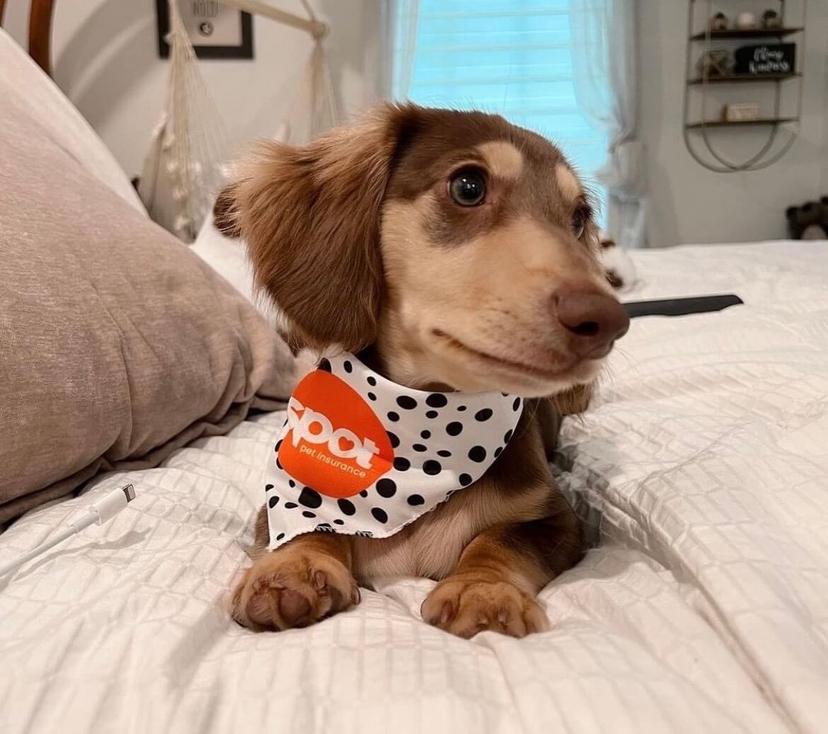 dog-insurance-plans-for-your-pet-top-rated-get-a-quote-spot-pet