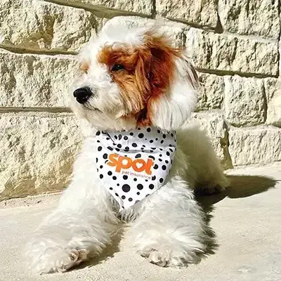 Photo of a brown and white dog with a Spot Pet Insurance bandana