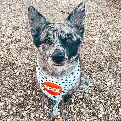 Photo of a dog laying on gravel with a spot pet insurance bandana