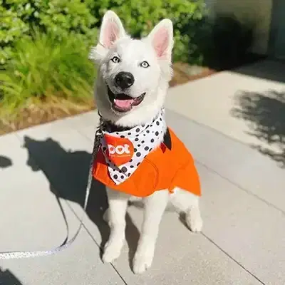 Photo of a white dog with a Spot bandana