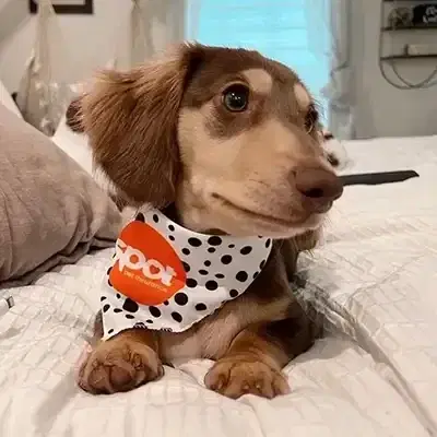 Photo of a brown dog laying down on a bed with Spot bandana