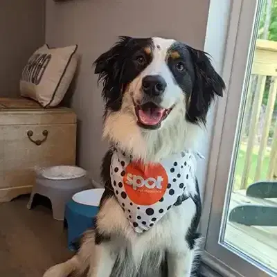 Photo of black and white dog with Spot bandana