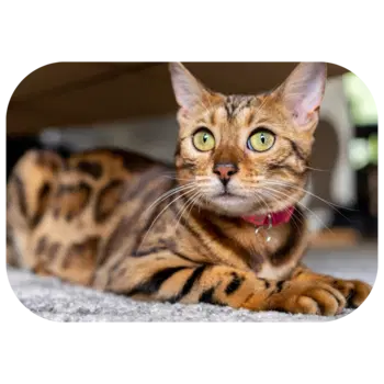 A Bengal cat is lying on a carpet wearing a red collar.