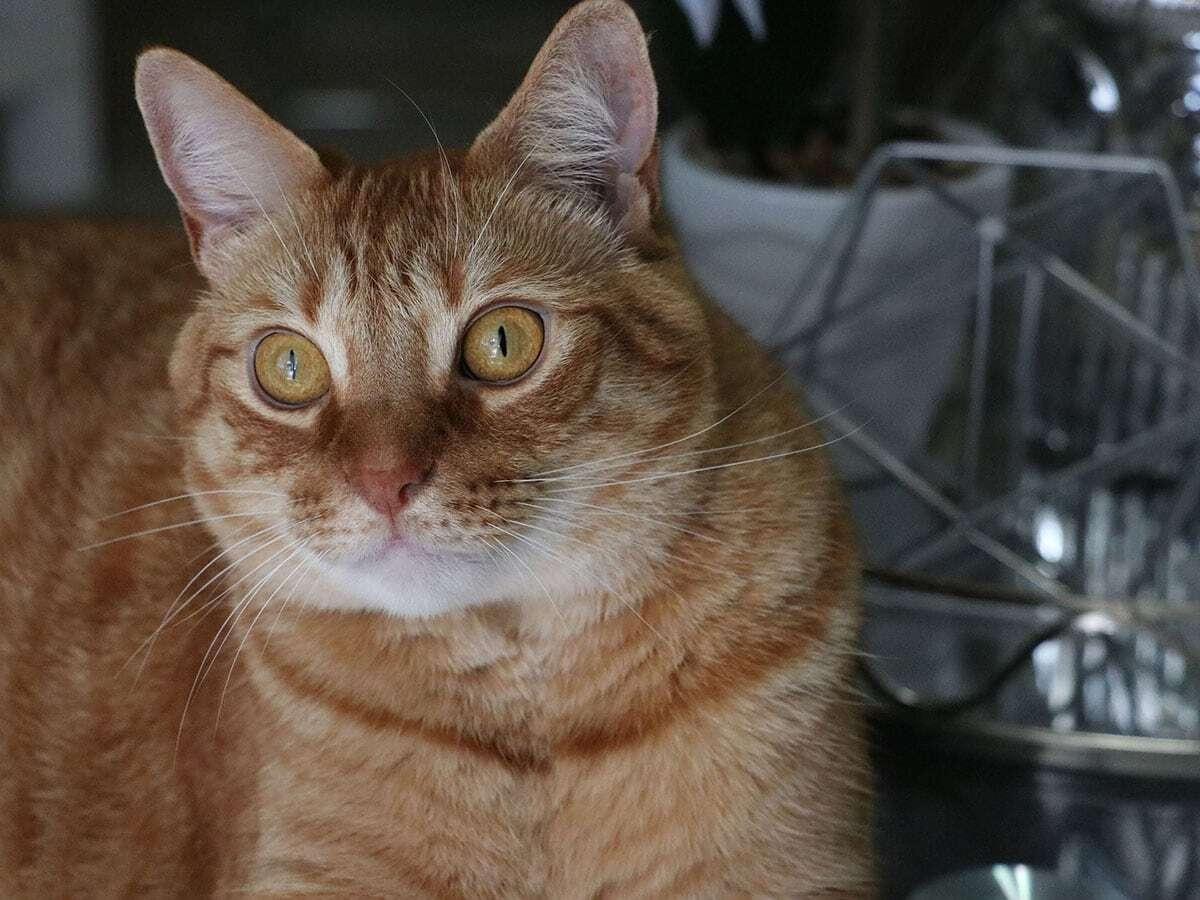 An alert orange tabby cat with wide amber eyes sits indoors.