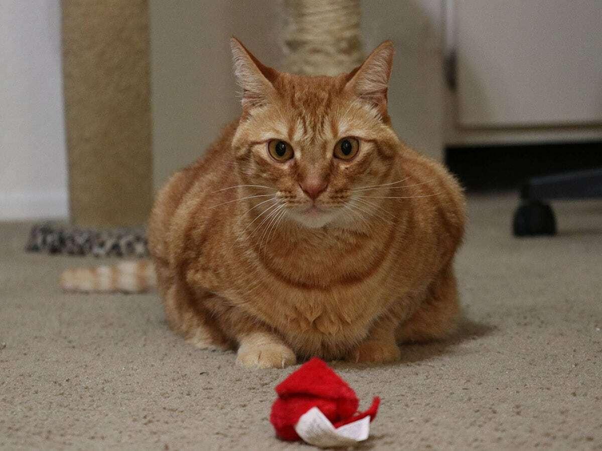A ginger tabby cat sits on a carpeted floor staring at a red toy.