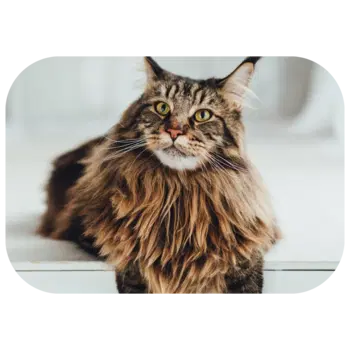 A long-haired cat with a striped brown and black coat lies on a white surface.