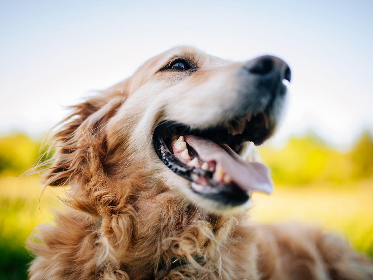 A happy Golden Retriever with its mouth open and tongue out is in front of a blurred outdoor background.
