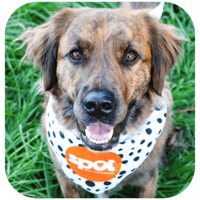 A brown-furred dog in a white polka dot bandana with an orange "Spot Pet Insurance" logo is looking at the camera.