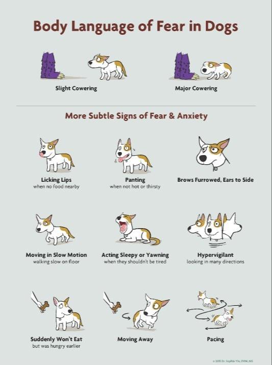 Illustrations of a dog showing signs of fear and anxiety.