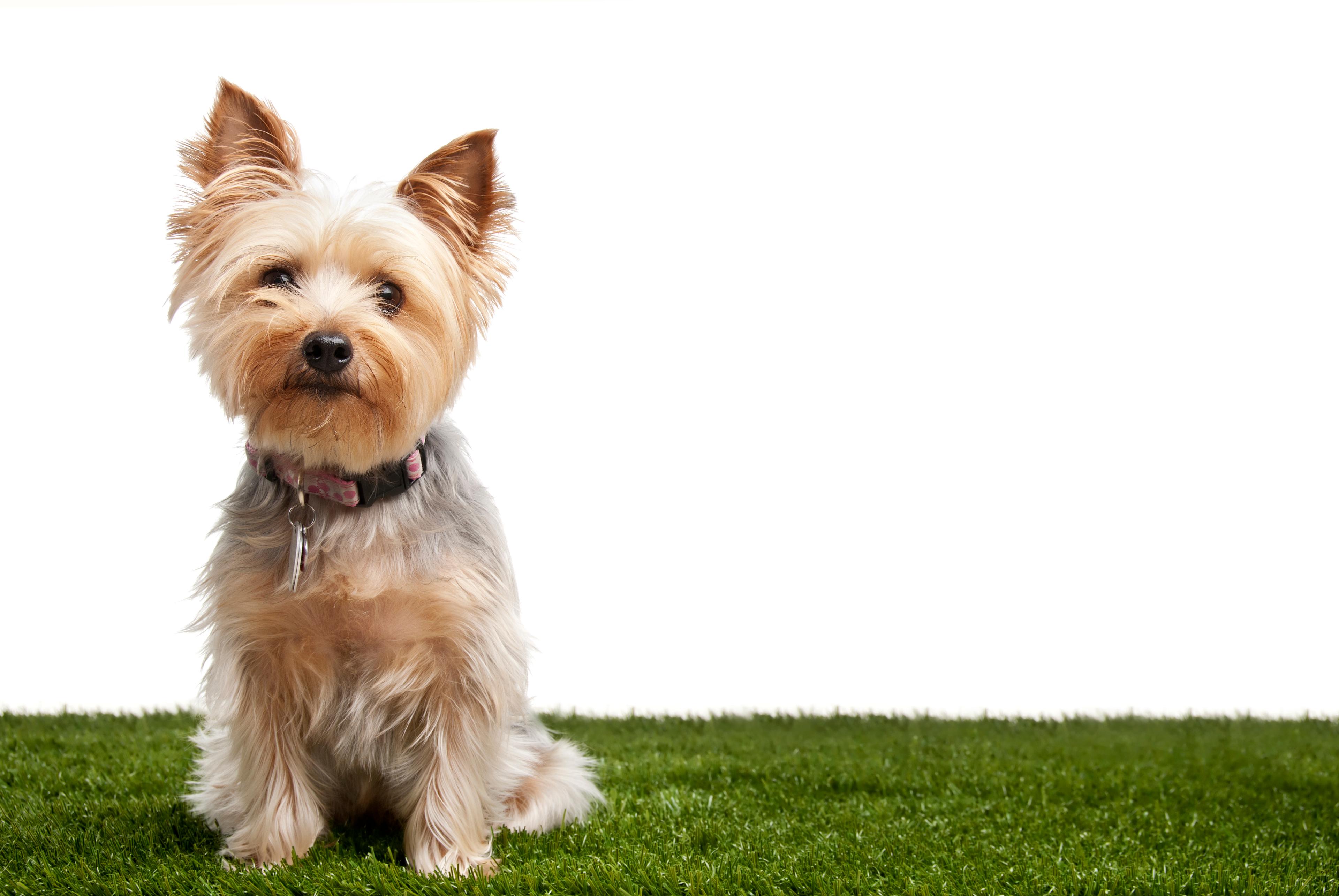 photo of a yorkie sitting on a patch of grass