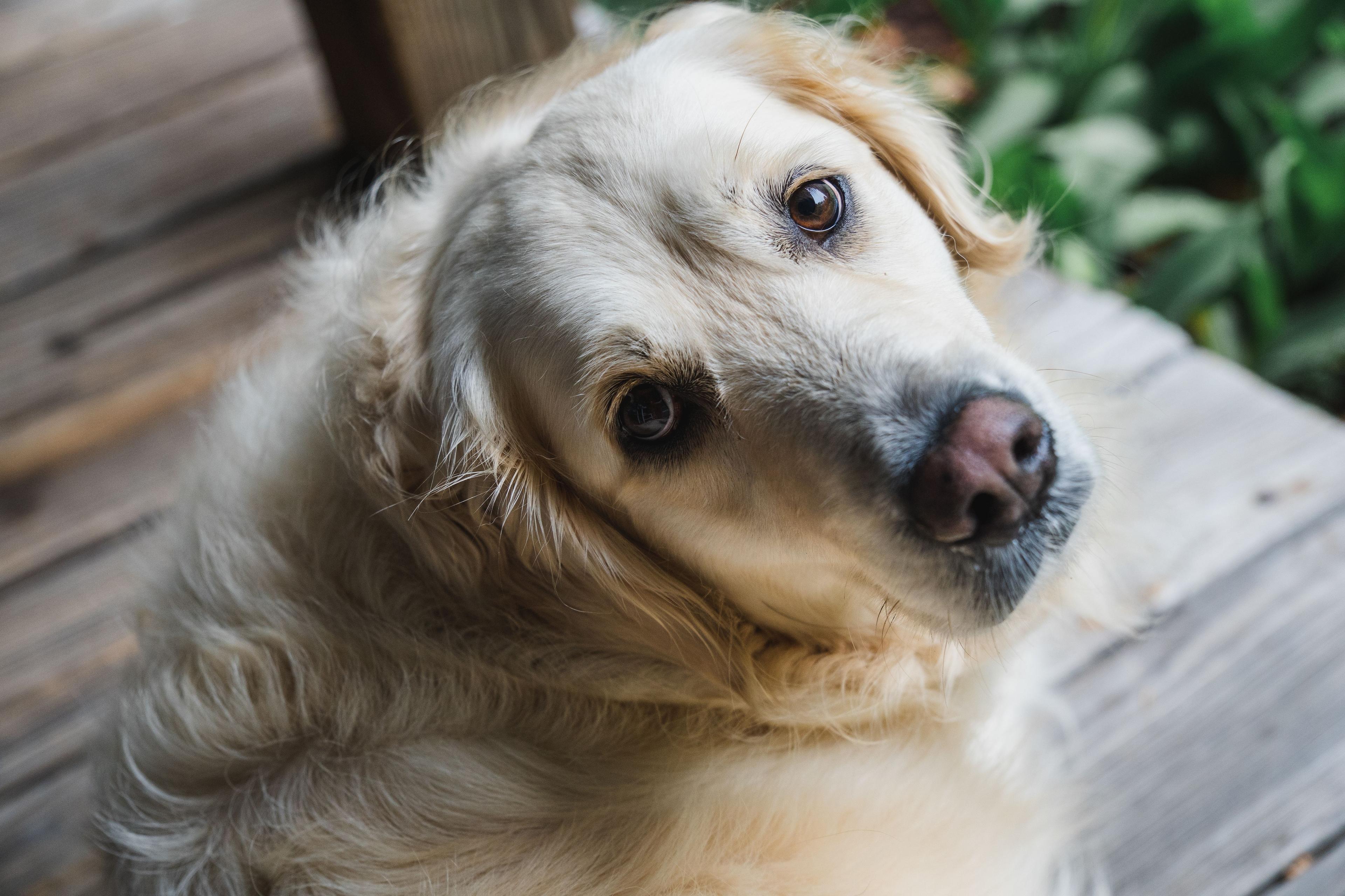 Photo of a Golden Retreiver on the Floor