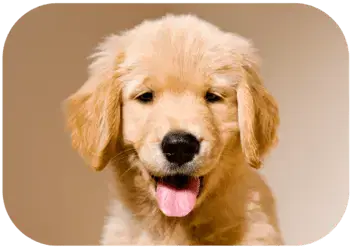 A golden retriever puppy is looking towards the camera.
