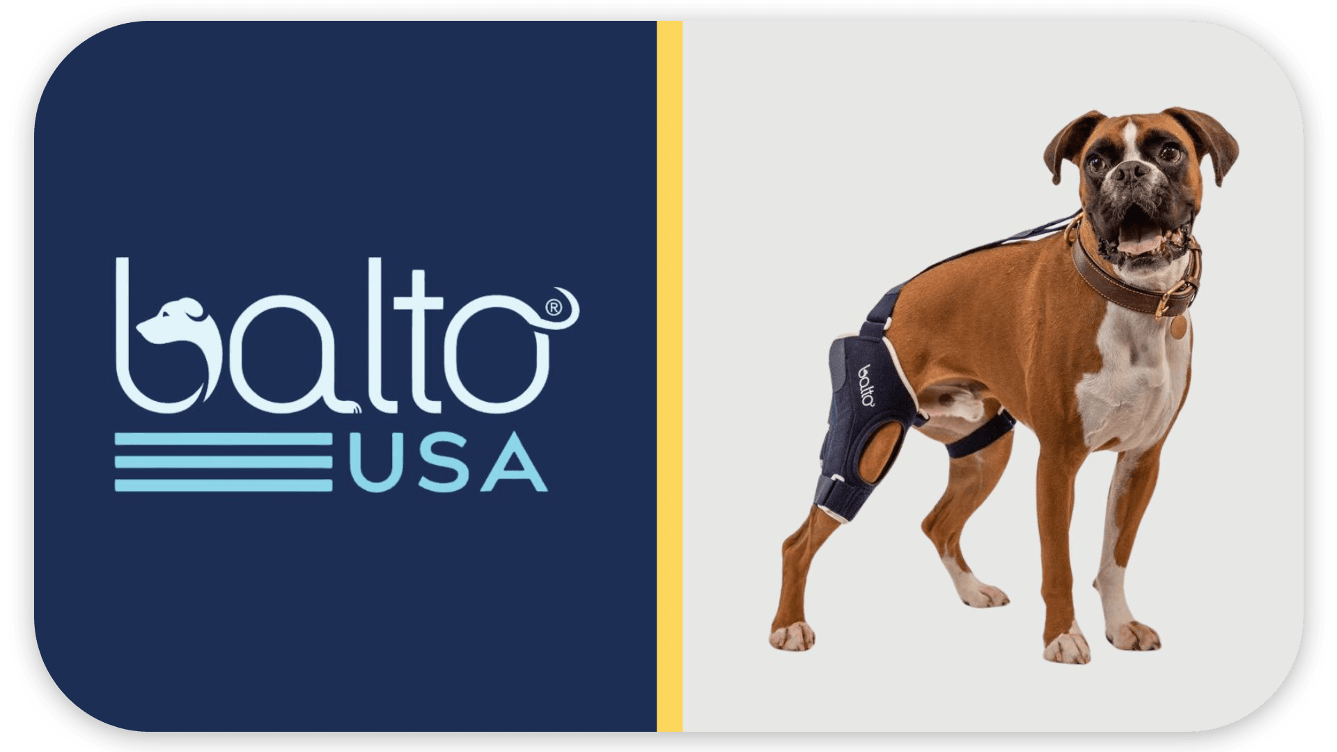 A brown dog is wearing a blue leg brace with a "Balto USA" logo displayed to the left.