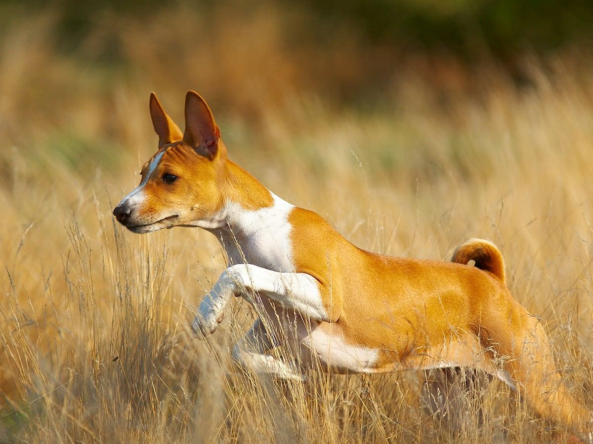 A tan and white dog with erect ears stands alert in tall grass.