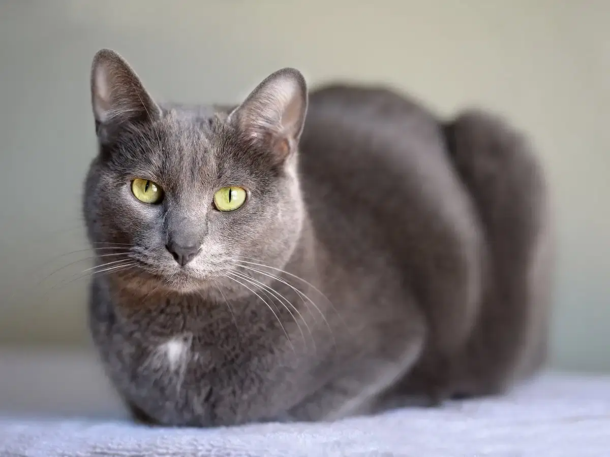 A gray cat with green eyes lies on a light-colored surface.