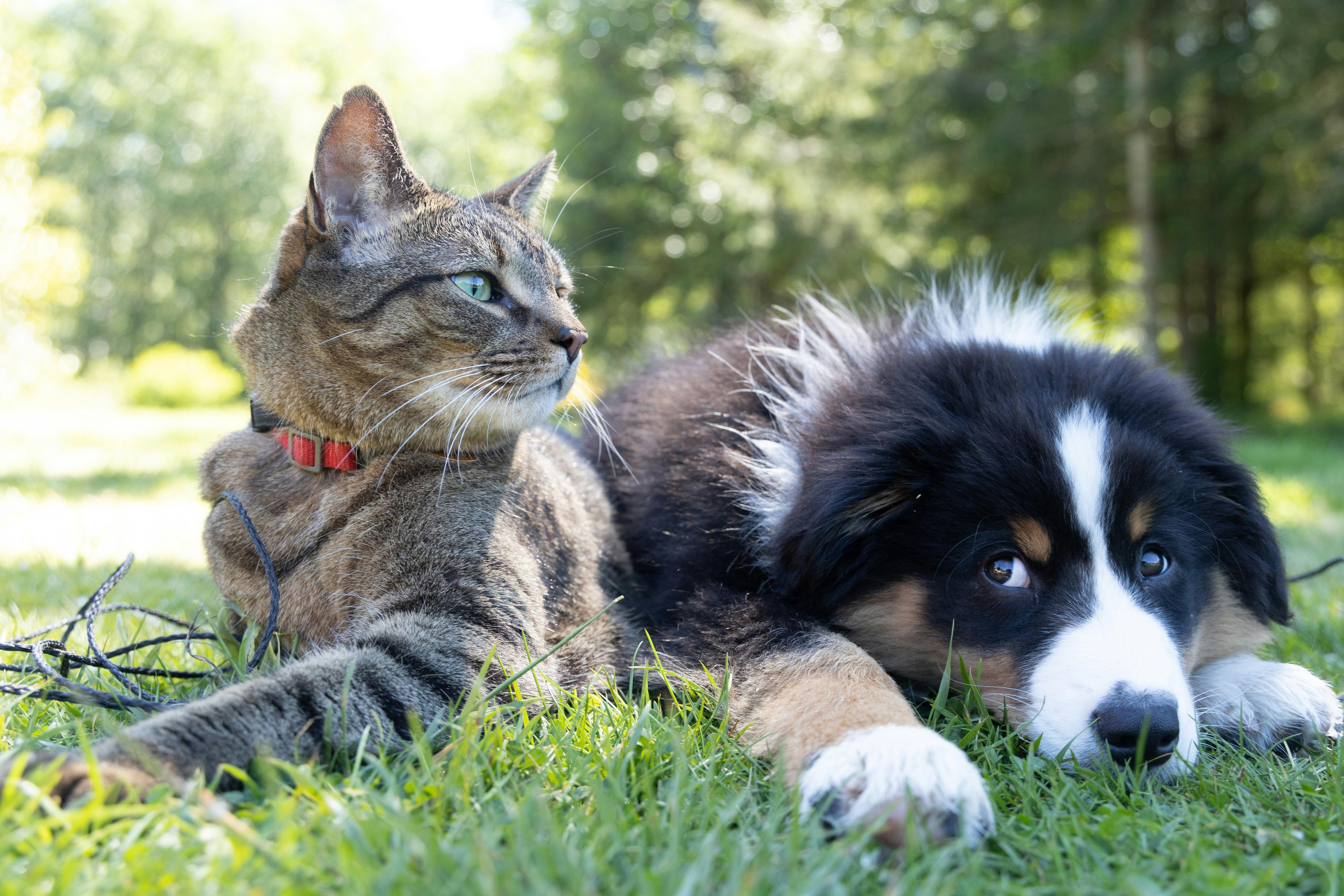 A tabby cat wearing a red collar sits on grass next to a black and white puppy lying down.