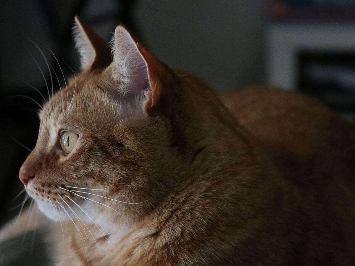 An orange tabby cat with green eyes is looking intently to the left.