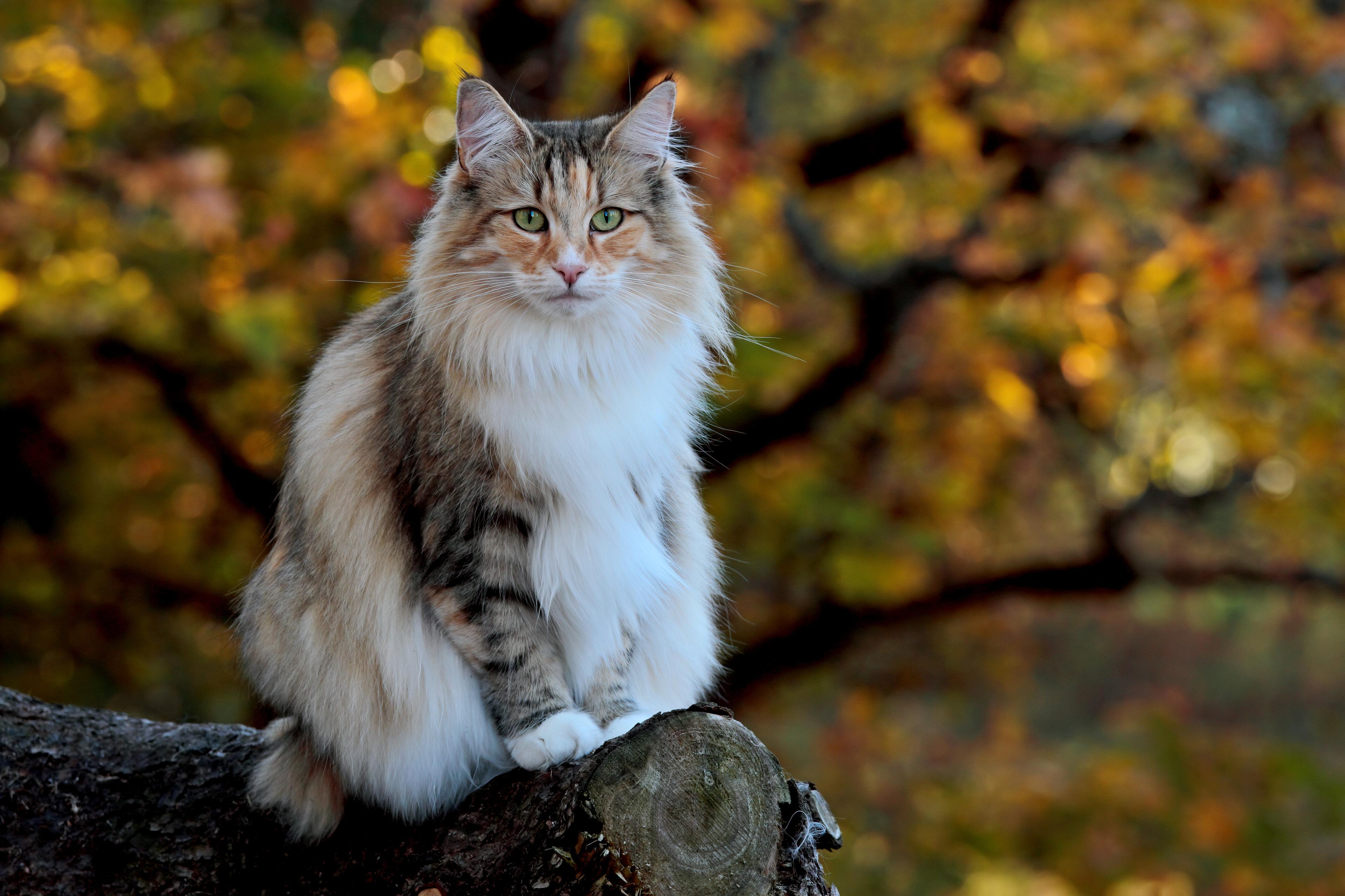 Photo of a Norwegian Forest Cat on a Tree