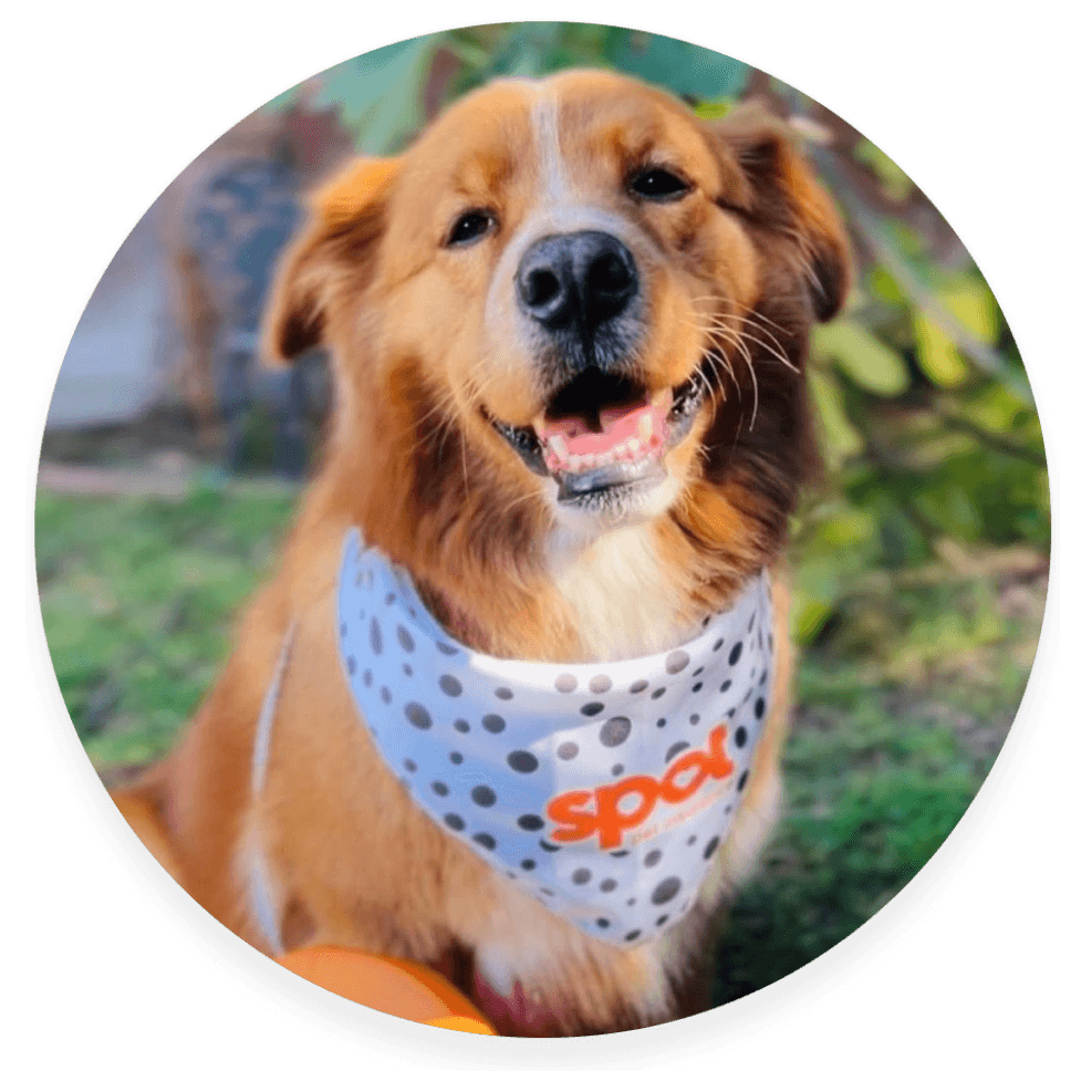 A brown and white dog with a polka-dotted bandana sits outdoors smiling.