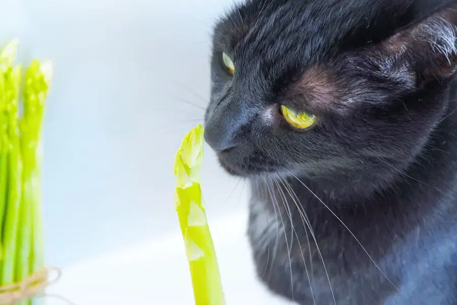 A black cat with yellow eyes is sniffing a stalk of asparagus.