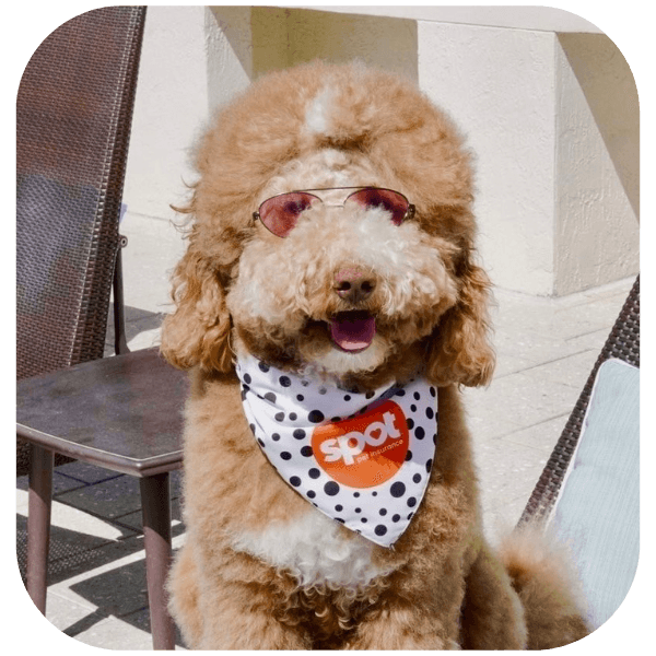 A fluffy brown dog sits on a patio chair.