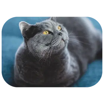 A grey cat with yellow eyes lies on a blue surface.