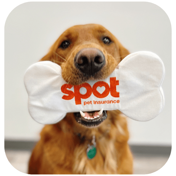 A brown dog with a green tag holds a bone-shaped toy labeled "spot pet insurance.