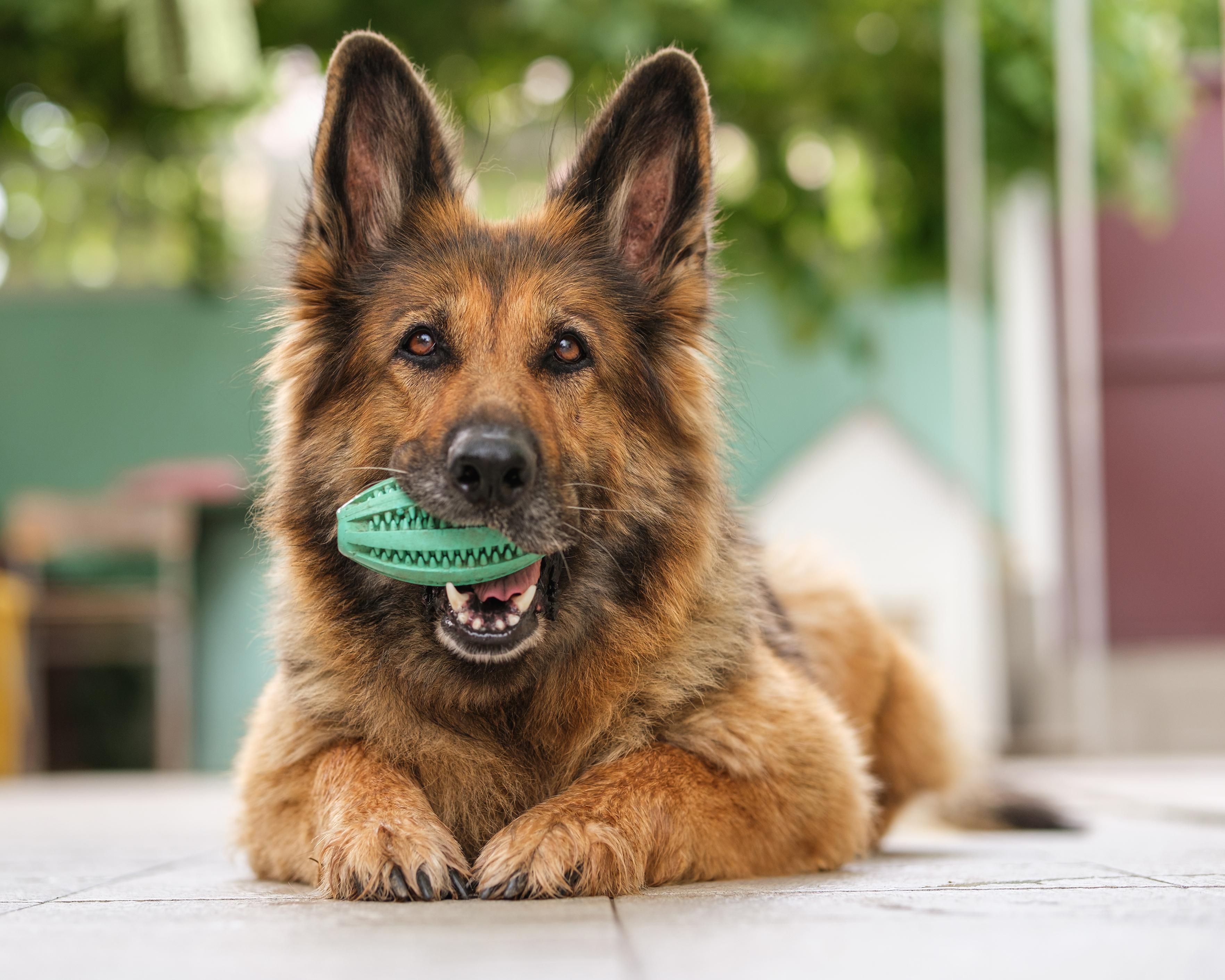 Photo of a German Shepherd With a Ball in His Mouth
