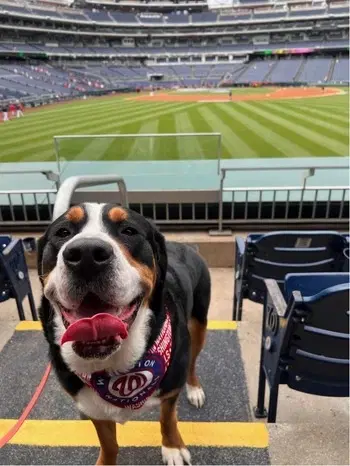 A dog wearing a red bandana stands in front of empty stadium seats.