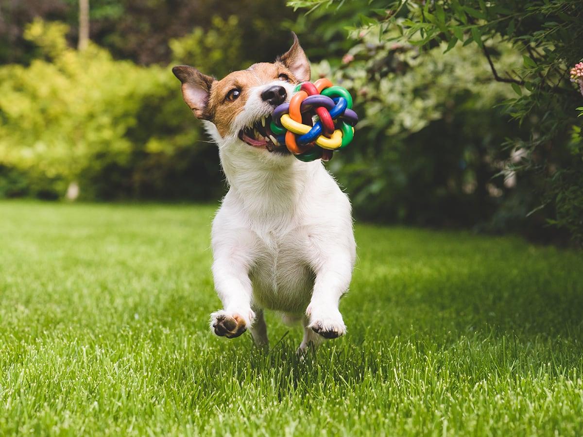 A small dog runs on a lawn with a toy in its mouth.