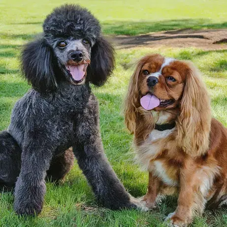 A black poodle and a brown and white Cavalier King Charles Spaniel sit together on the grass with their tongues out.