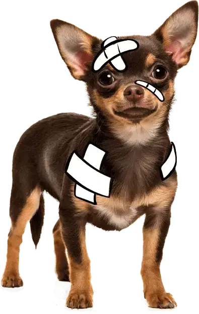 A small brown dog with large ears wears multiple white bandages.