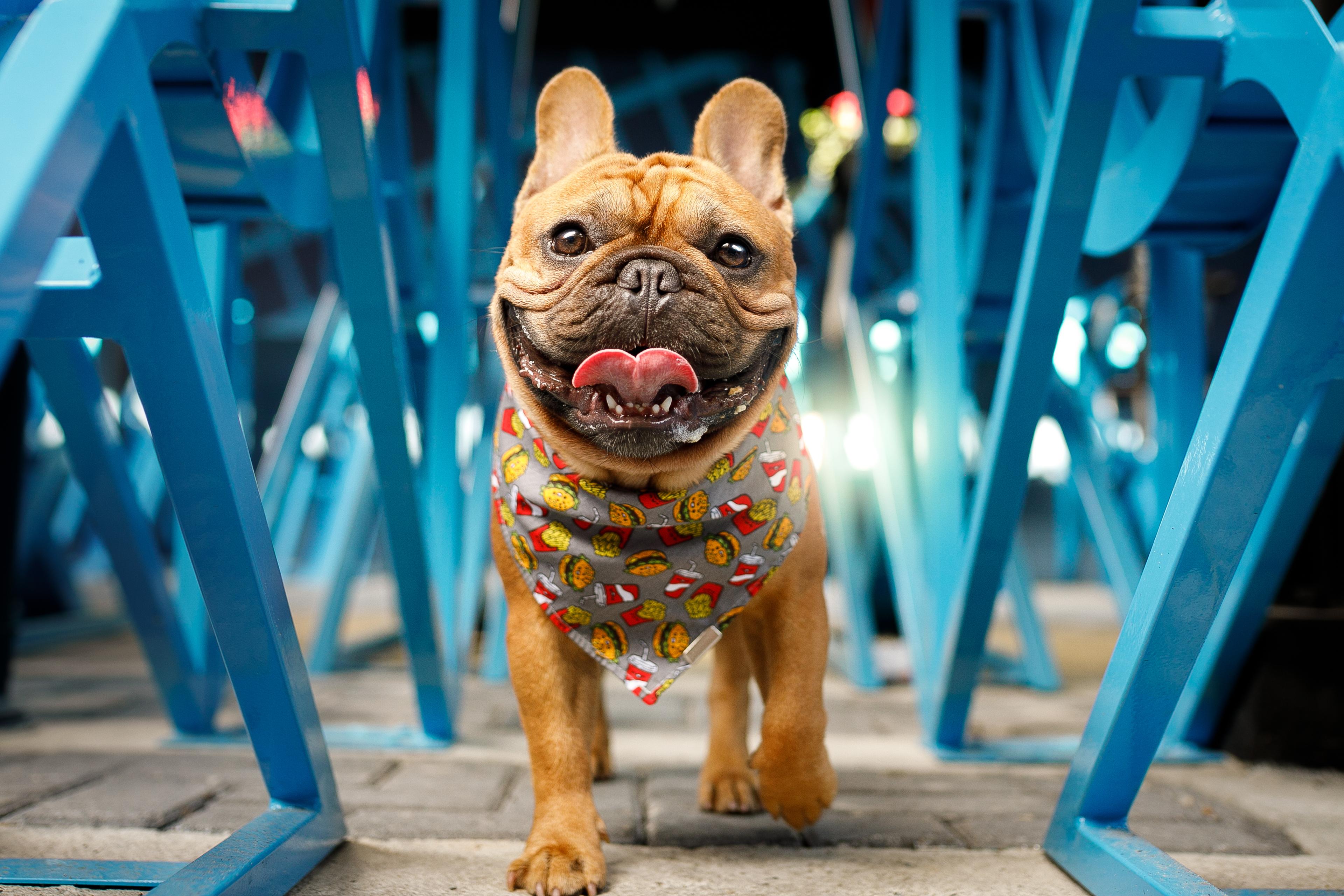 A brown French Bulldog with a patterned bandana walks between blue chairs.