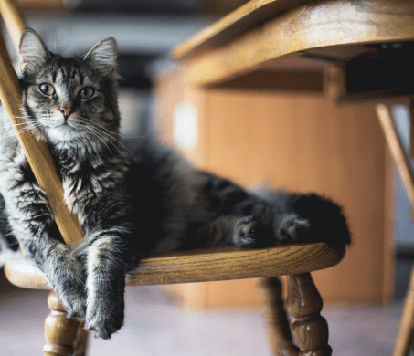 A tabby cat is lounging on a wooden chair.