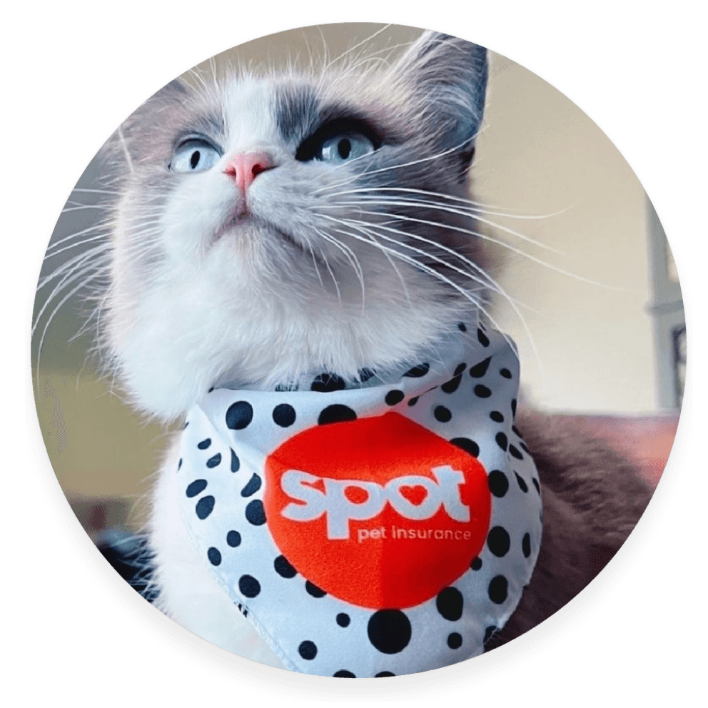 A cat in a polka dot bandana with an orange emblem reads "Spot pet insurance" looks upward.