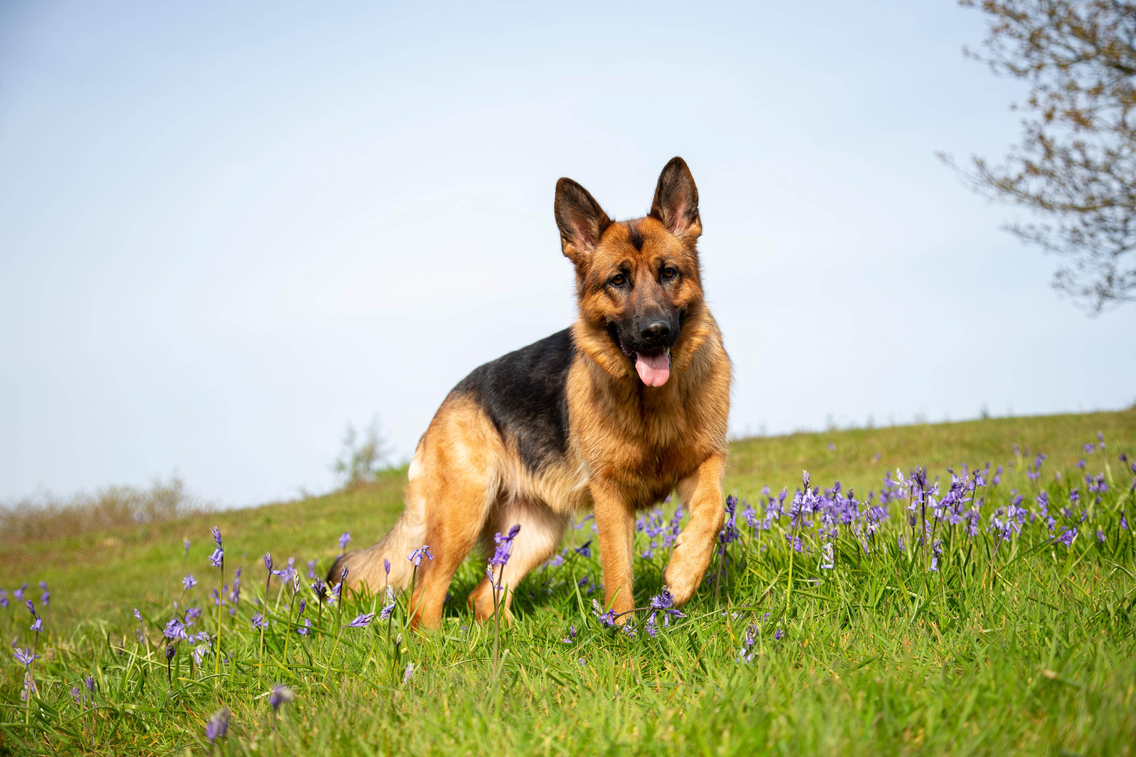 Photo of a German Shepherd on a Grassy Hill