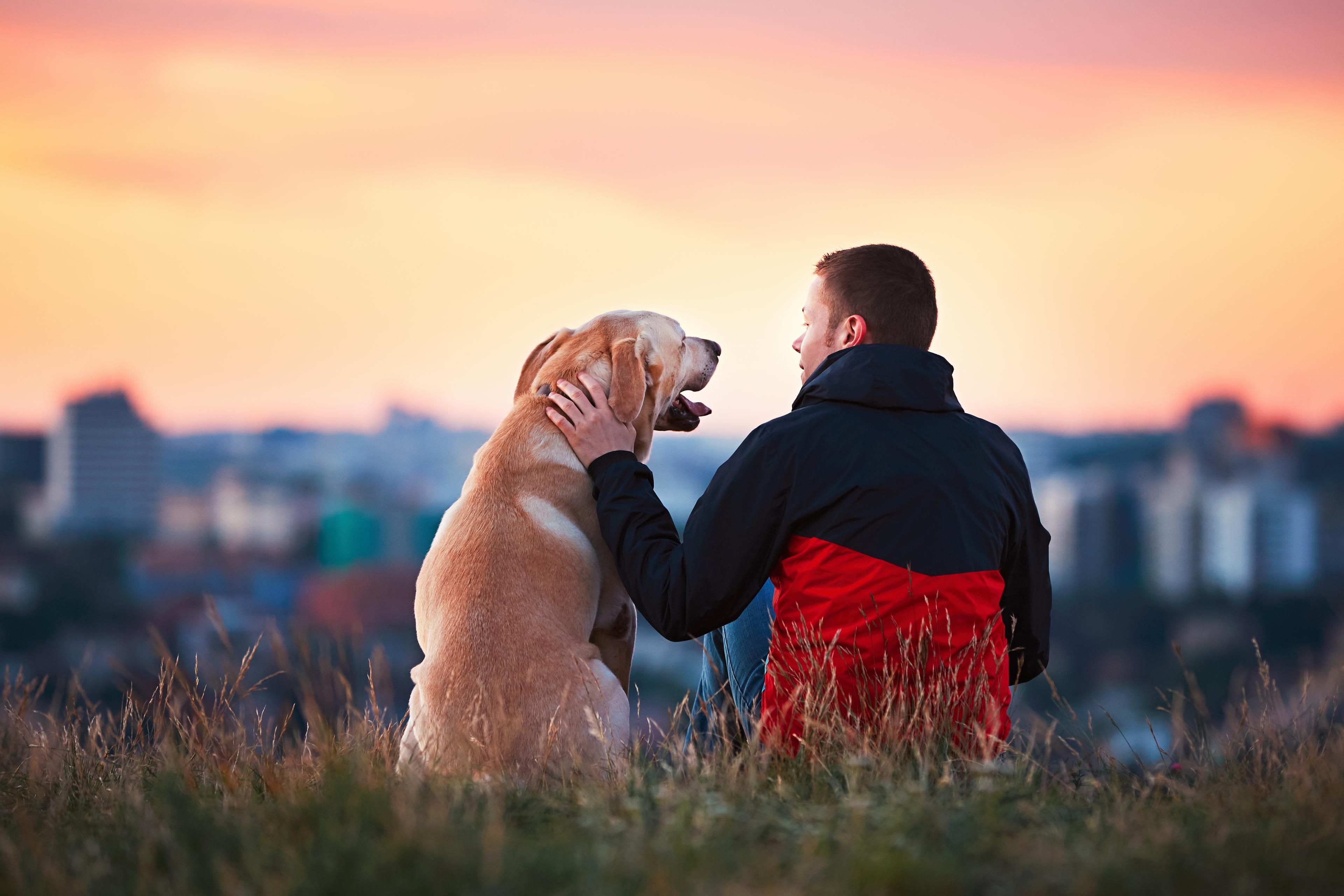 A person in a red and black jacket sits on grass with a golden retriever at sunset.