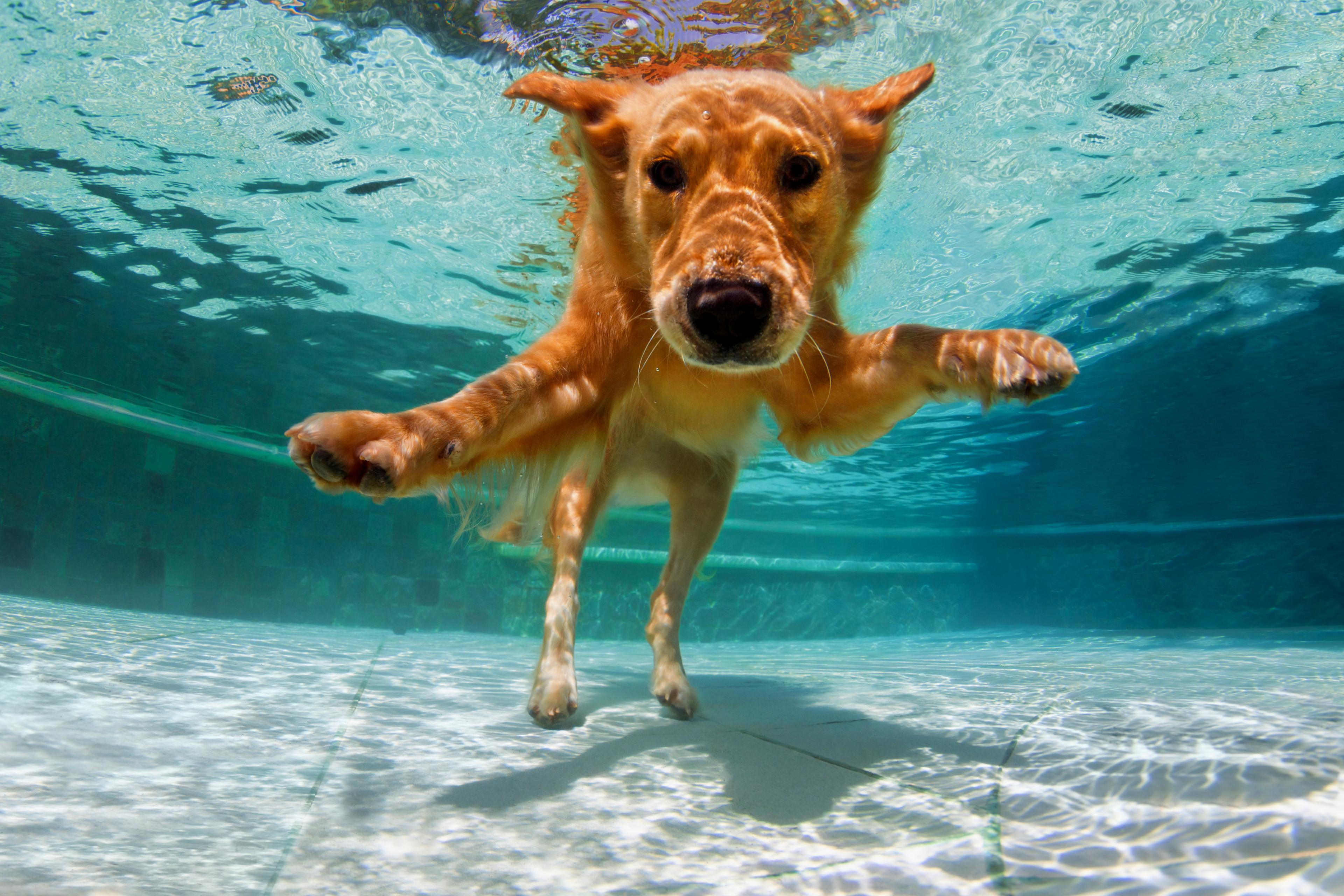 A golden retriever swims underwater creating bubbles.