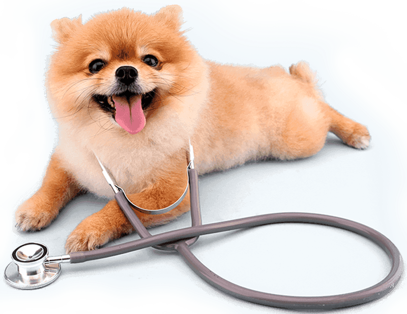 A small brown and white fluffy dog lies on its side with a stethoscope around its neck.