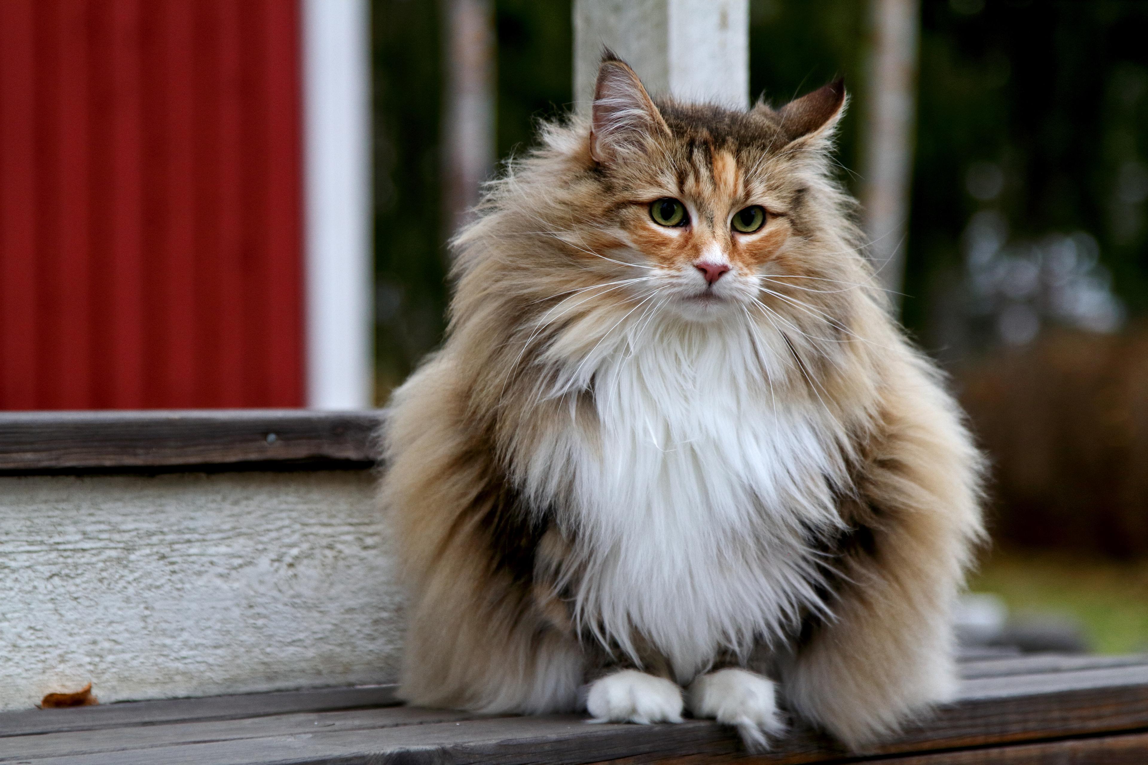 Photo of a Norwegian Forest Cat sitting on a Step