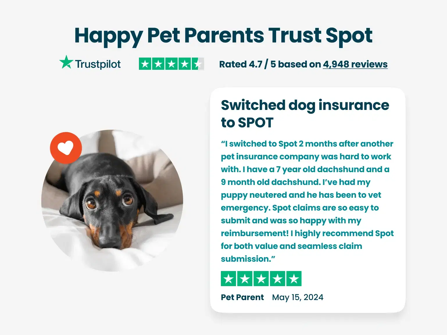 A dachshund lies on a white blanket next to text showing a positive review for SPOT dog insurance.