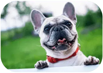A French bulldog with a red collar stands on a white surface outdoors.