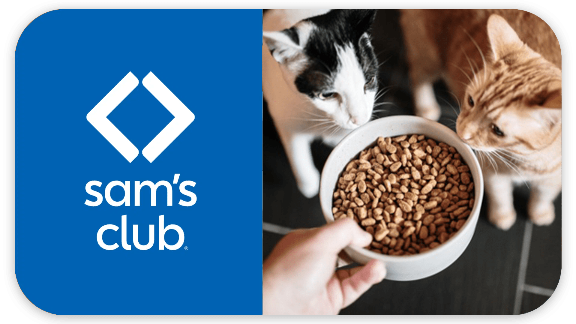 Two cats eating kibble  Sam's Club box with the logo visible in the background.