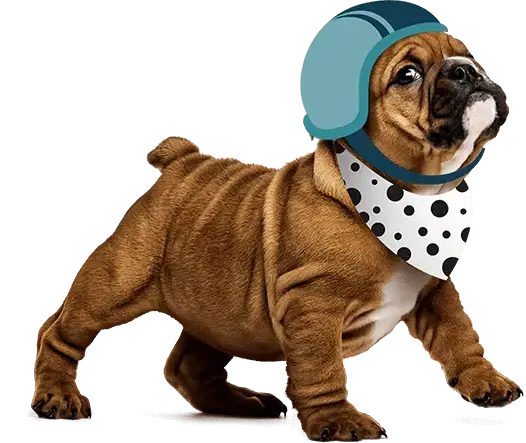A Bulldog puppy looks upwards wearing a blue helmet.
