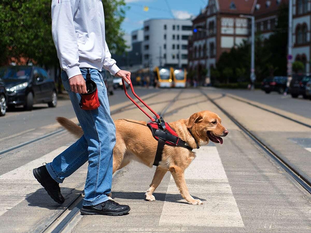 A person walks a guide dog across the street.