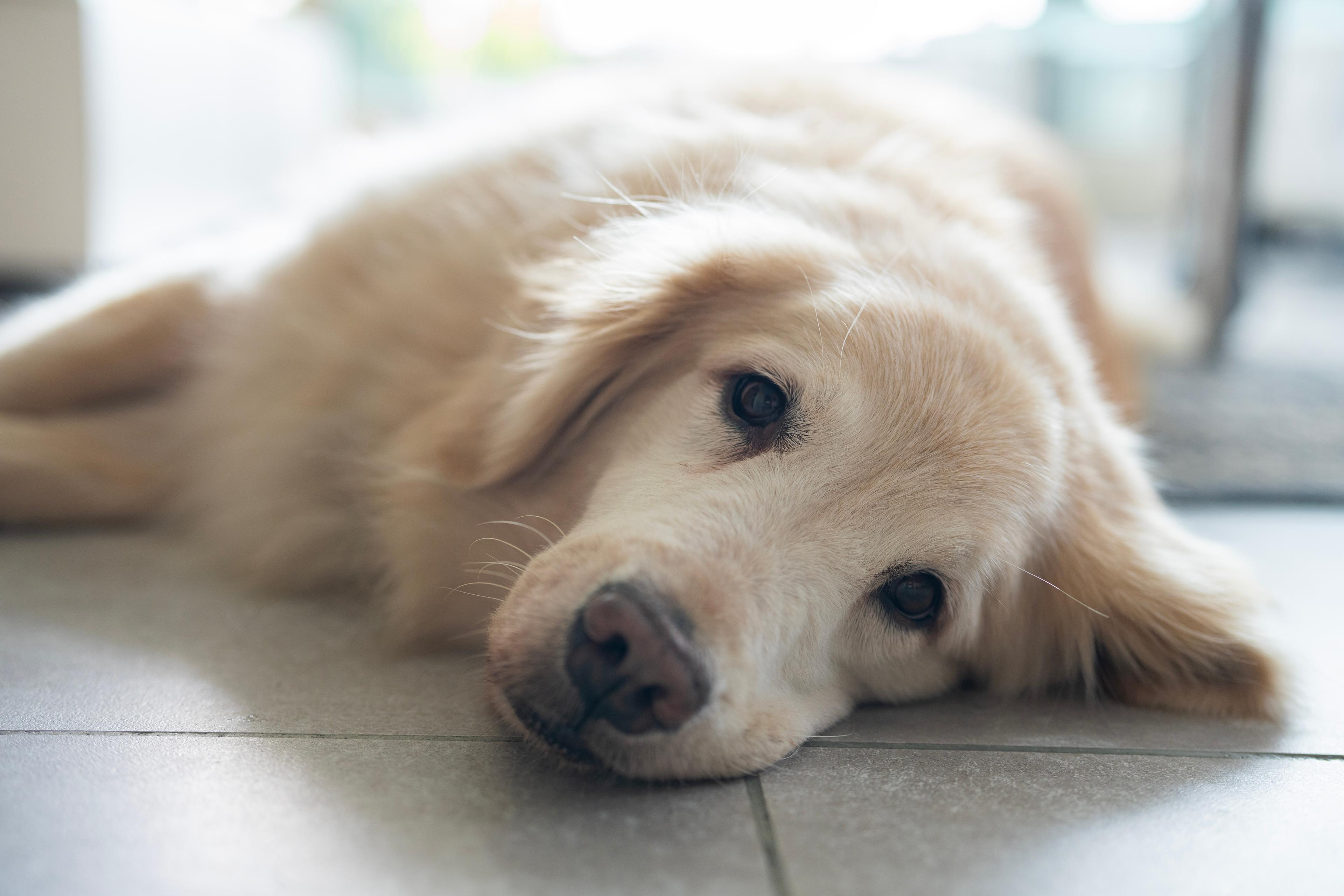 Photo of a Golden Retriever laying on the floor with a view of its entire body. 